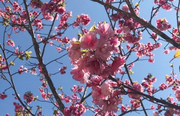Peach blossom in Sapa 